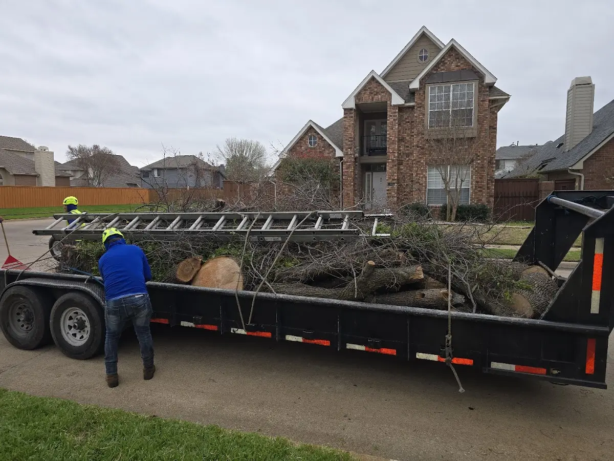 Expert Tree Removal with proper safety equipment in San Marcos